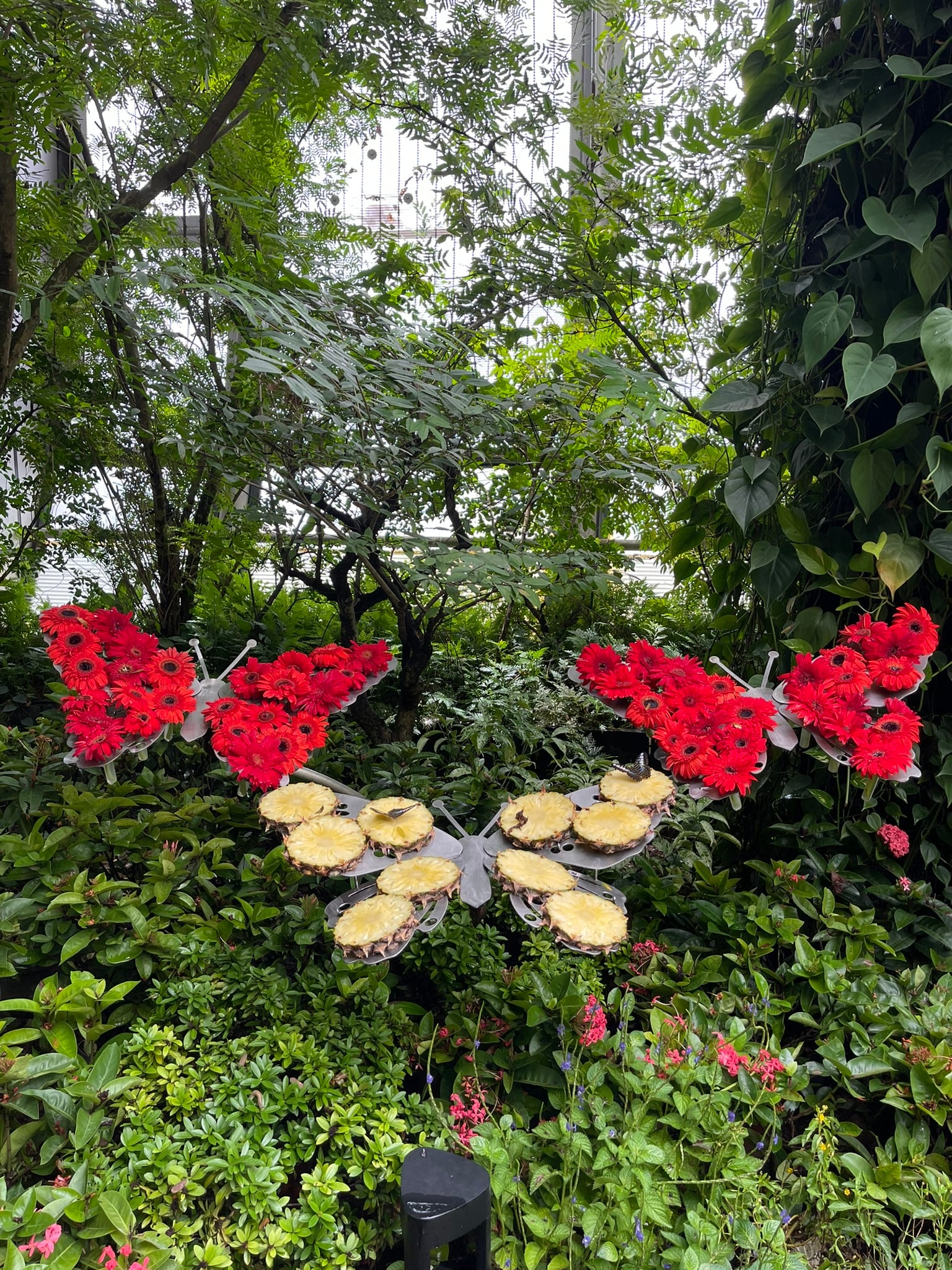 Butterfly Garden